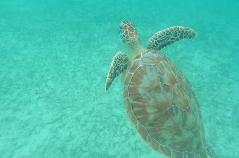 Friendly Turtle Paradise Akumal Bay — photo 1