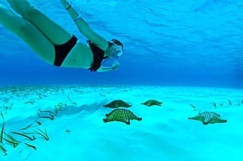 Friendly Turtle Paradise Akumal Bay — photo 3