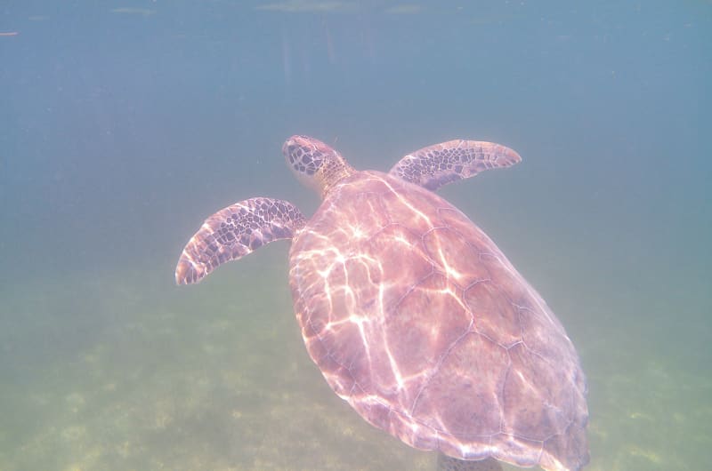 Tortugas pequeño paraíso akumal — photo 1
