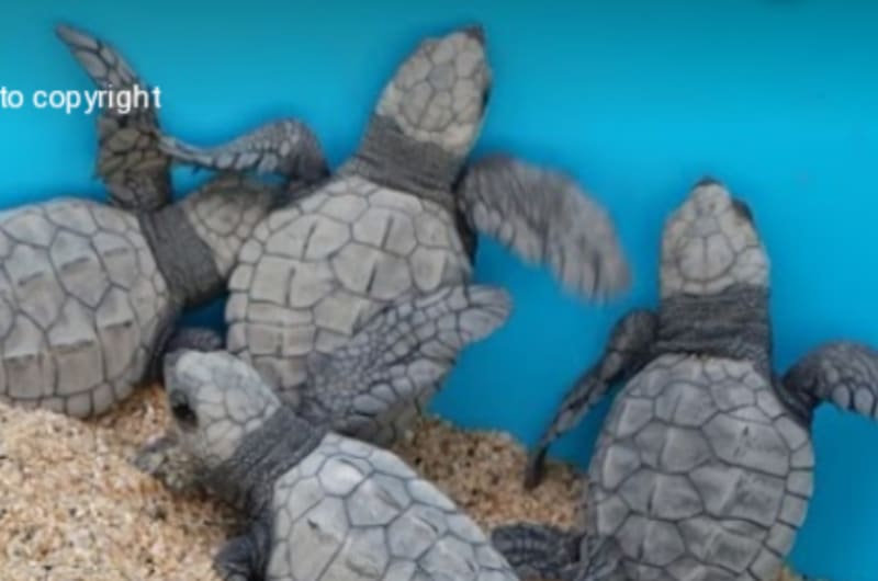 Tortugueros Las Playitas A.C. — photo 2