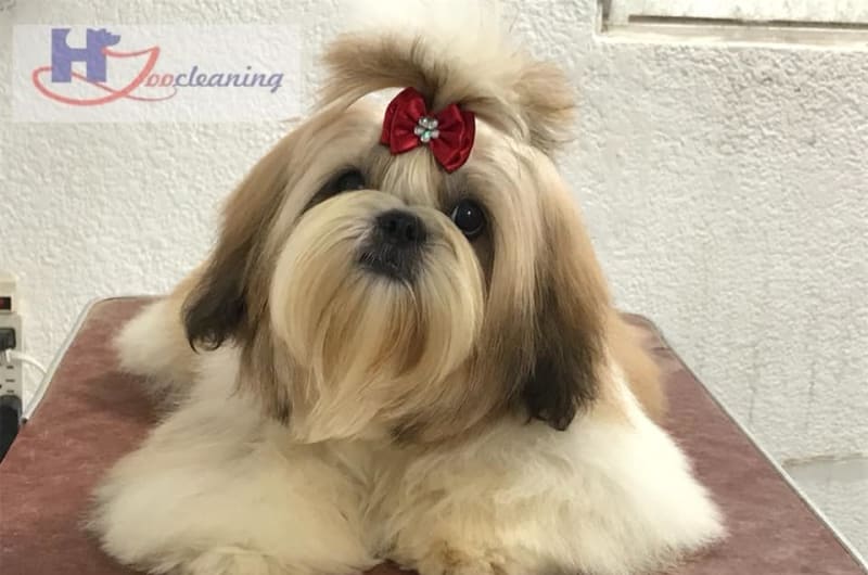 ZOOCLEANING PET SPA ESTÉTICA CANINA — photo 1