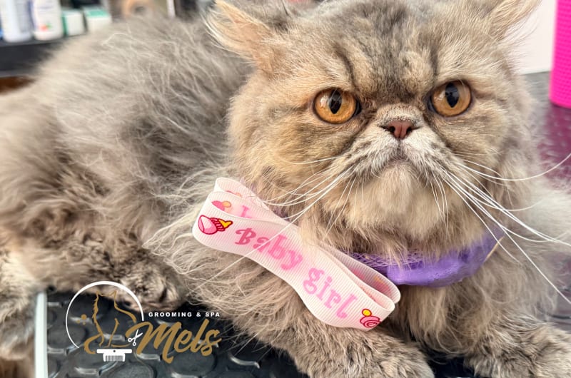 Mels Grooming Spa — photo 2
