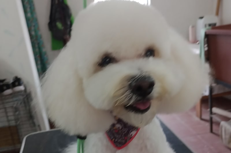 ESTÉTICA CANINA PET GROOMING — photo 1