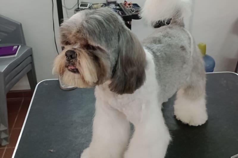ESTÉTICA CANINA PET GROOMING — photo 2