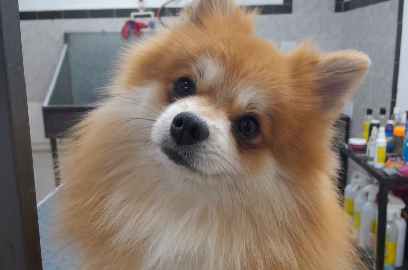 Pet's Club: estética para mascotas — photo 1