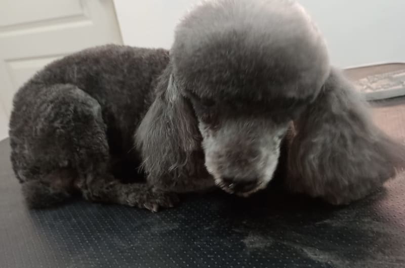 ESTÉTICA CANINA PET GROOMING — photo 3