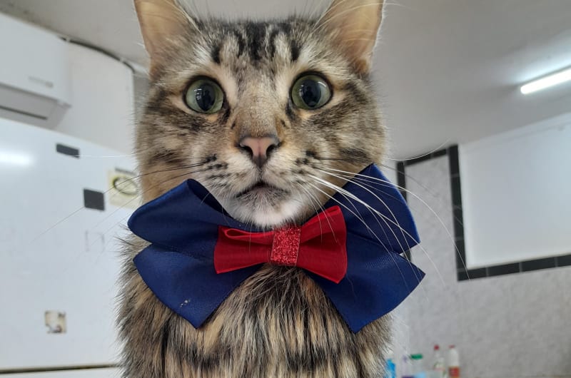 Pet's Club: estética para mascotas — photo 2