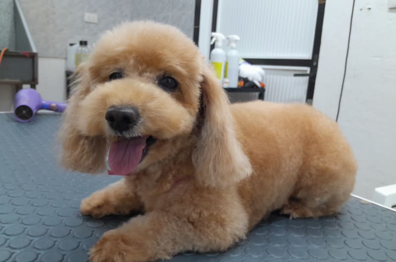 Pet's Club: estética para mascotas — photo 3