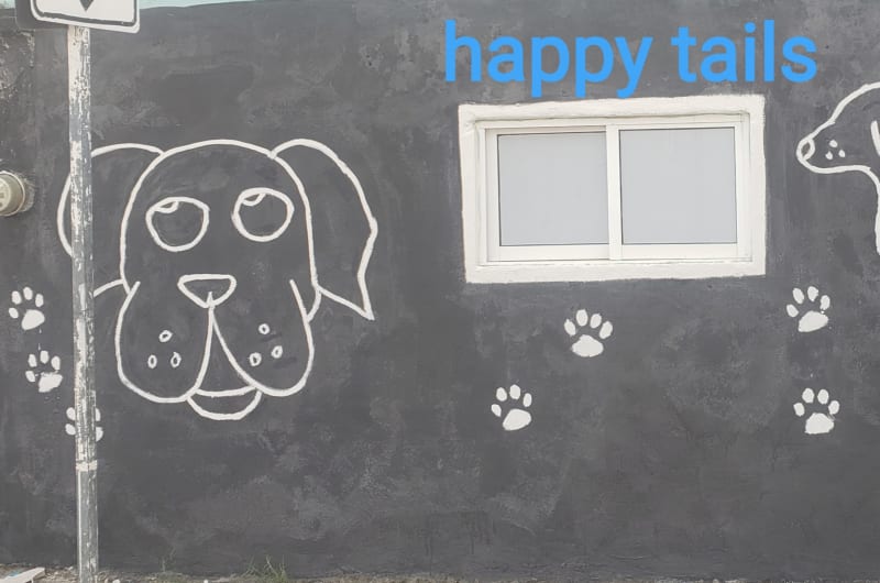 Estética Canina Happy tails — photo 1