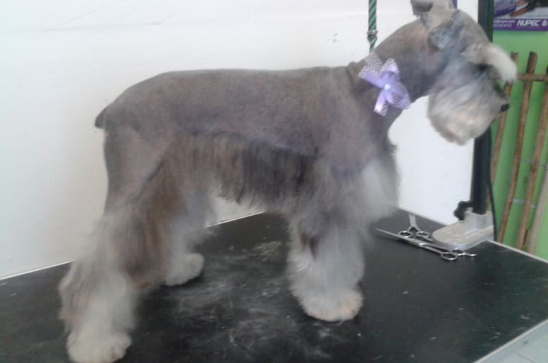 Estética Canina Happy tails — photo 2