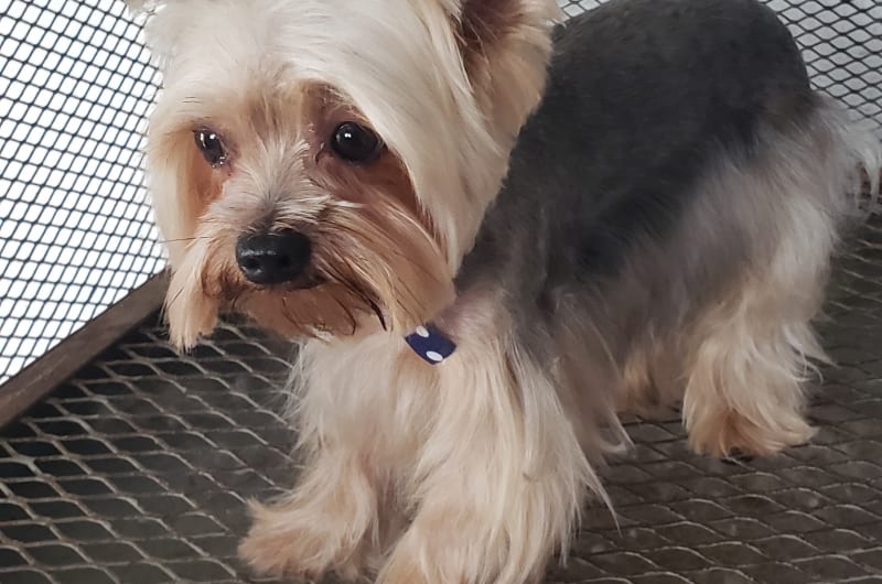 Estética Canina Happy tails — photo 3