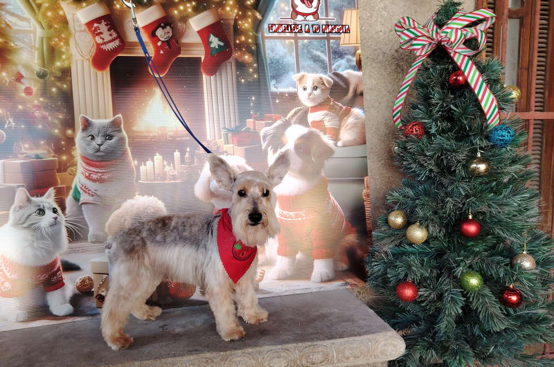 Tom's Spa Canino — photo 3