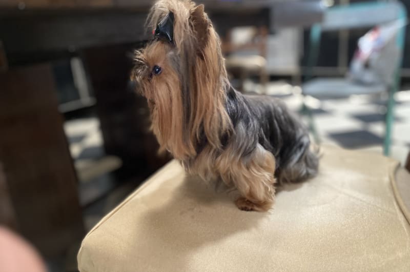 salon spa canino marcos rubio — photo 2