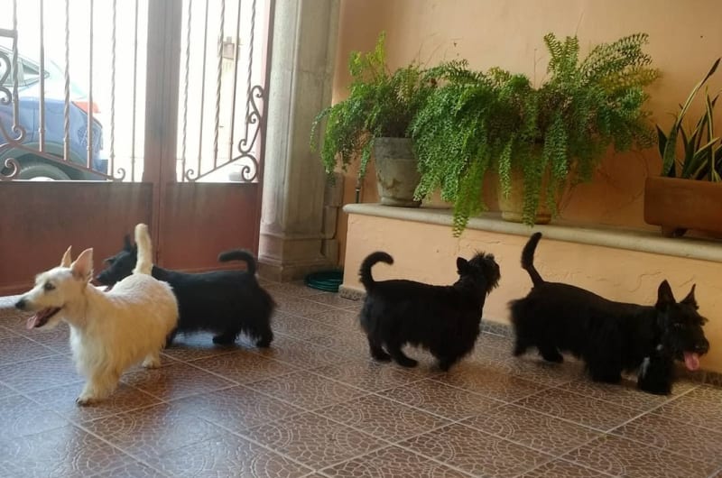 Scottie Estética Canina — photo 1