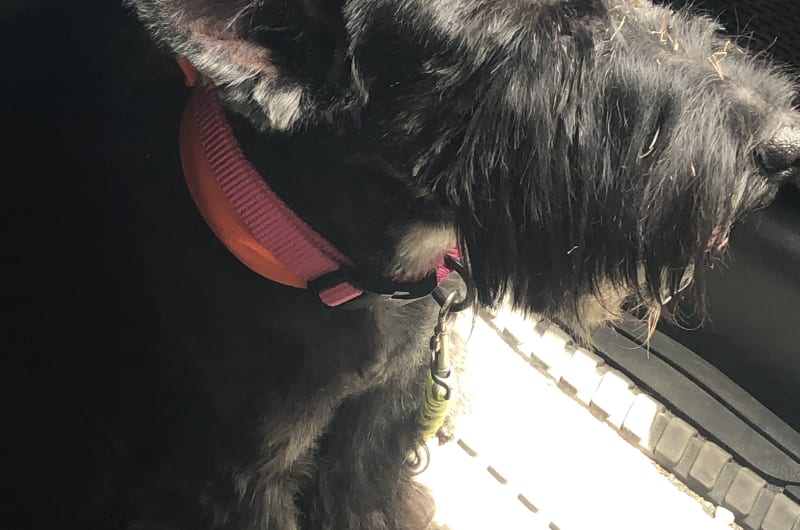 Scottie Estética Canina — photo 2