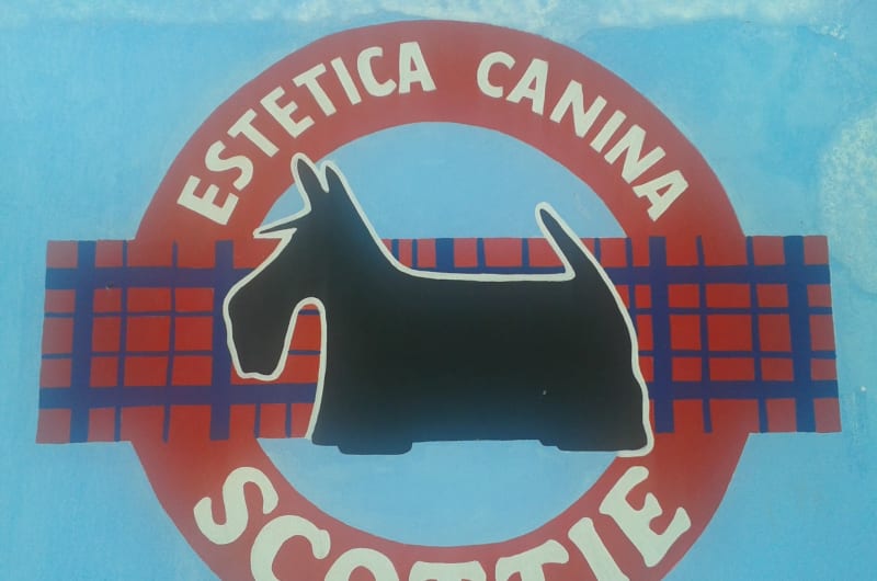 Scottie Estética Canina — photo 3