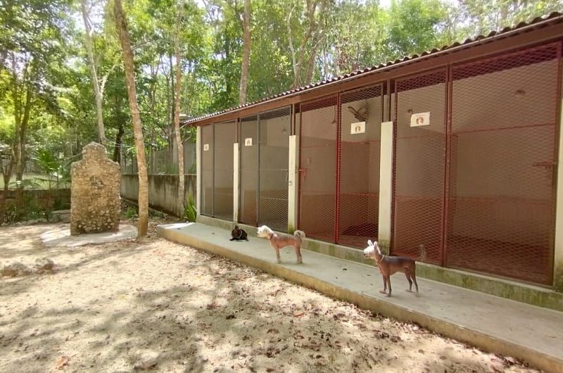 Kanino Real — photo 1