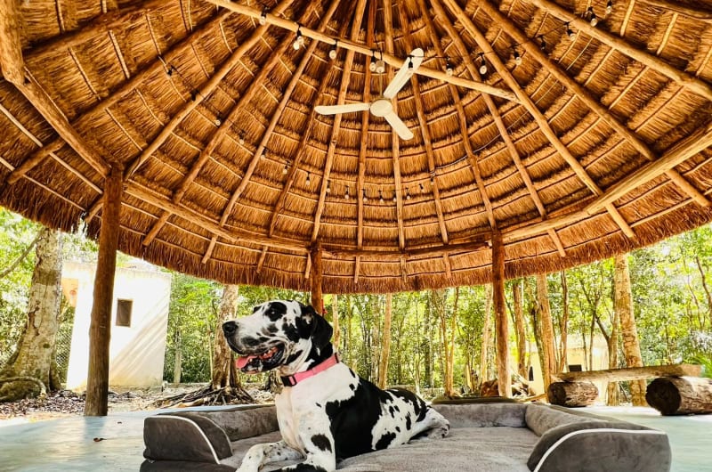 Hospeek Hospedaje Canino Tulum — photo 2