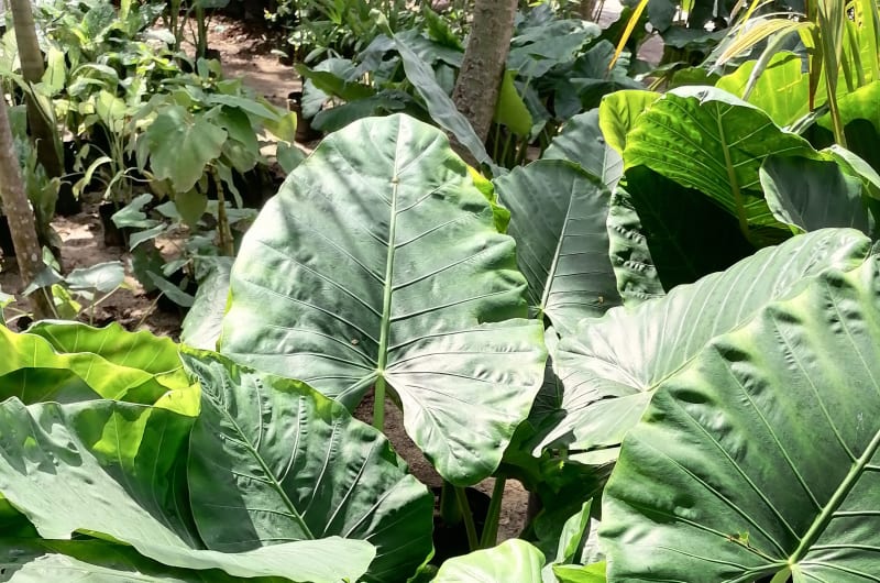 Vivero Sayami — photo 1