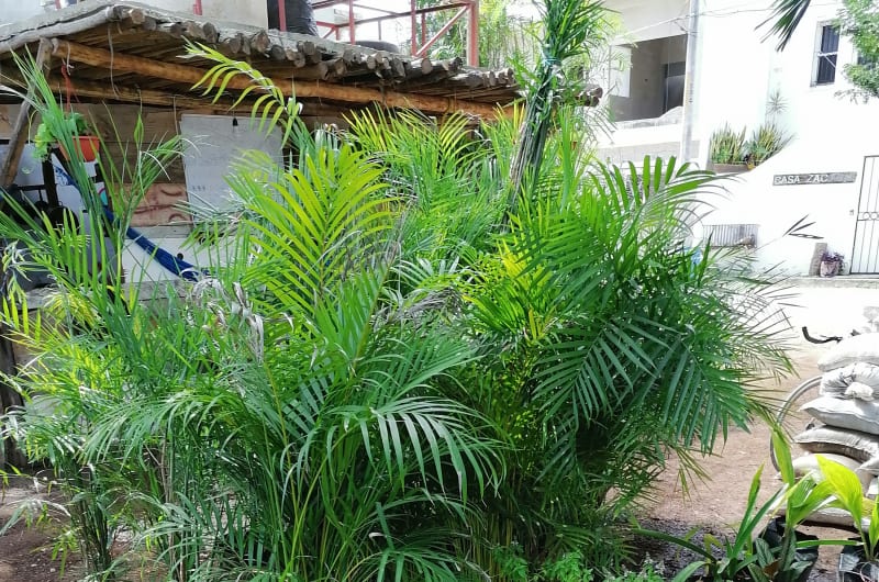 Vivero Sayami — photo 2