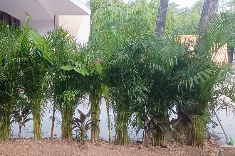 Vivero Sayami — photo 3