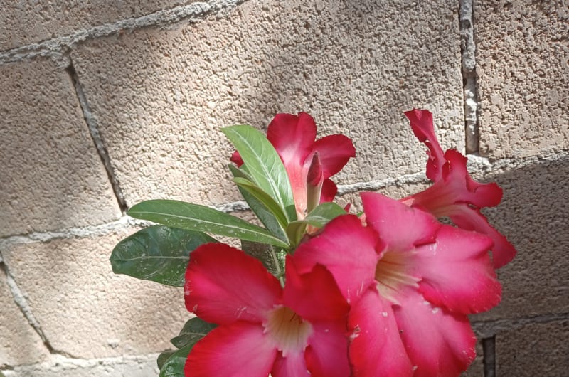 Plantas interior y exterior — photo 1
