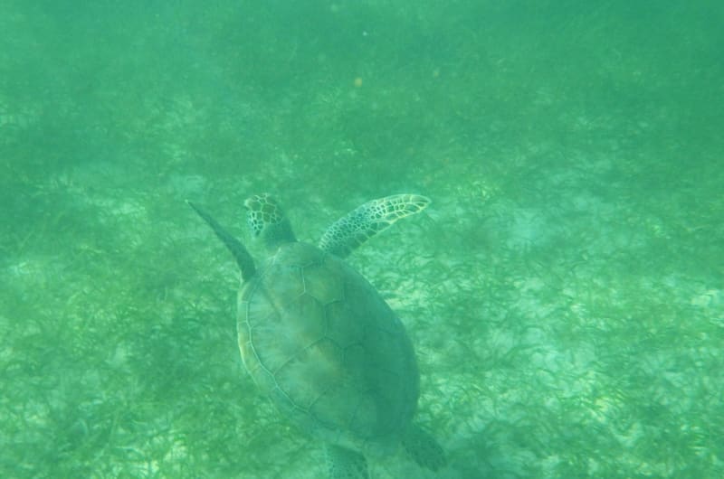 Akumal turtle swim — photo 1