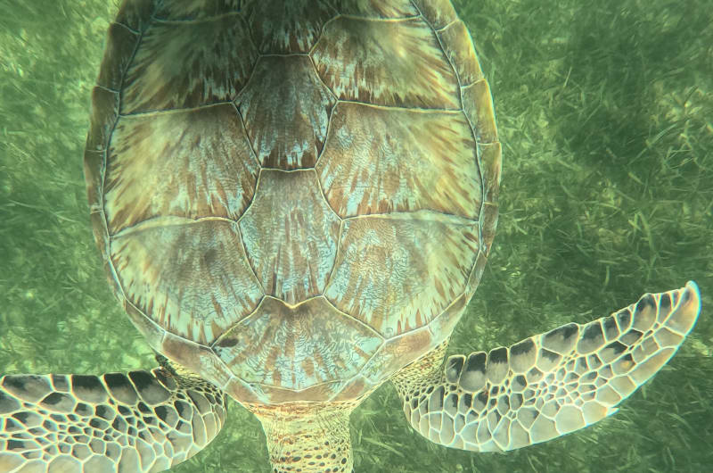 Akumal turtle swim — photo 2