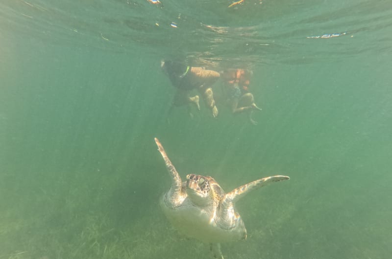 Akumal turtle swim — photo 3