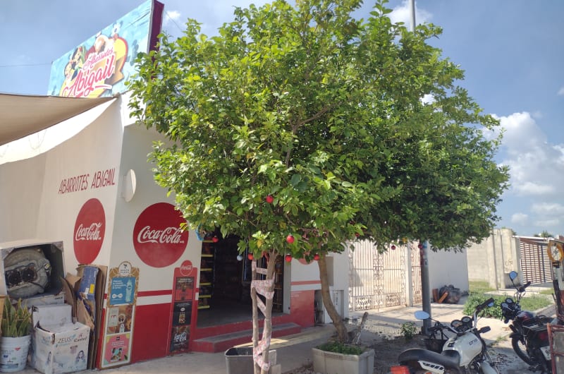 Abarrotes Abigail — photo 3