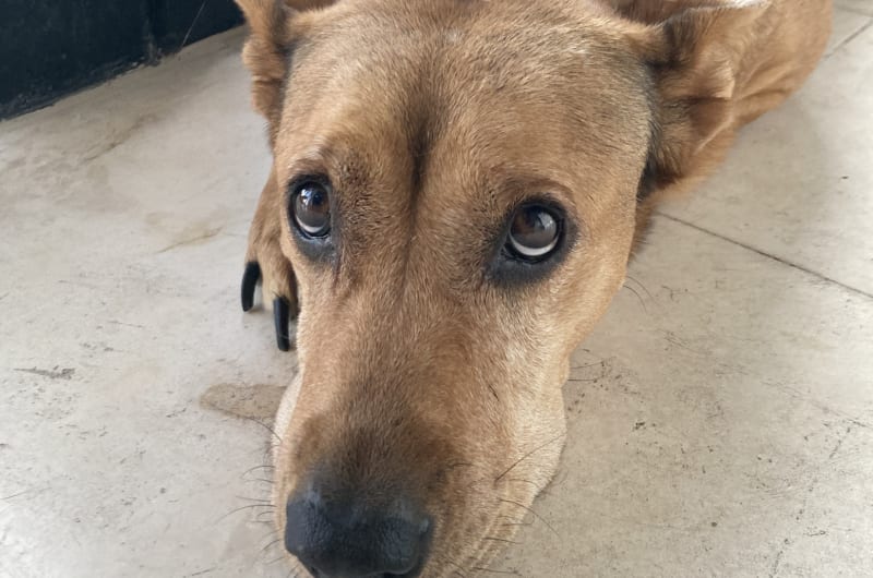 Akumal Vet Care — photo 3