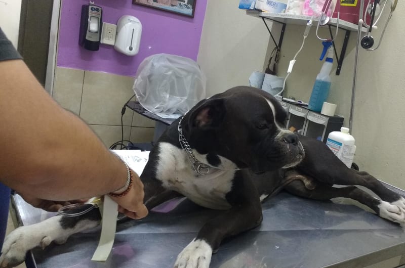 Centro Médico Veterinario — photo 1