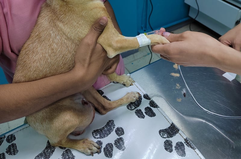 Centro Médico Veterinario — photo 2