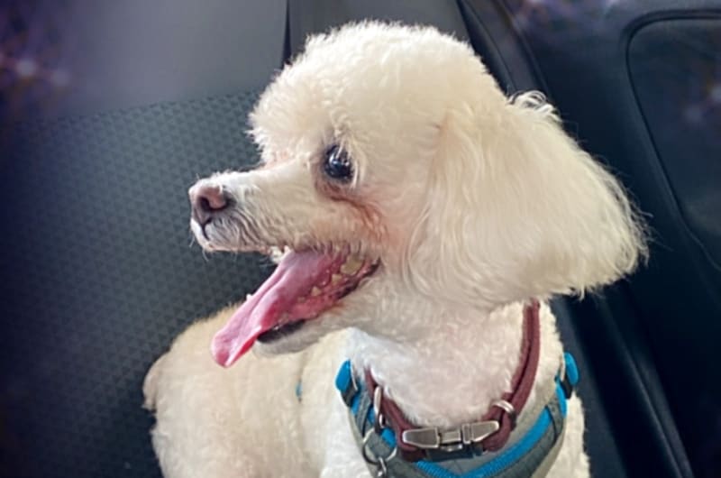 VETERINARIA MALAGA — photo 2