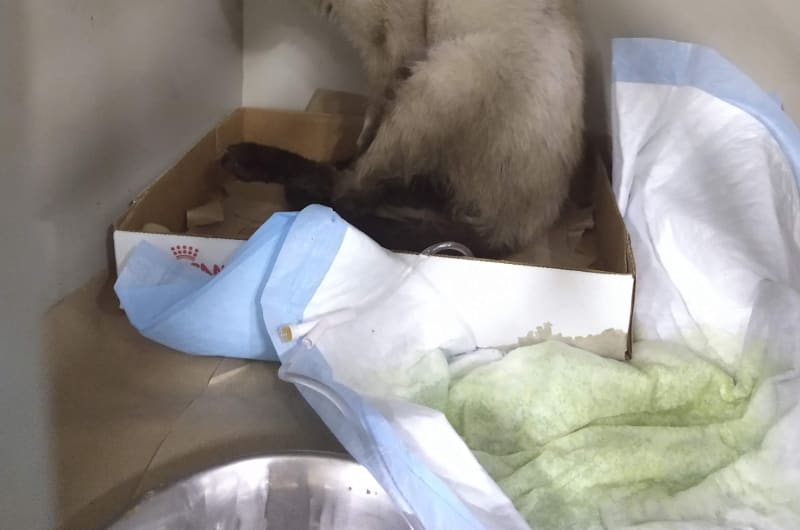 Veterinary Center Zoomania — photo 2