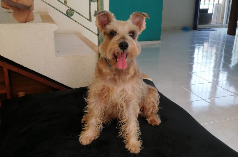Pets & Vets Central veterinaria (Mundo animal) — photo 1