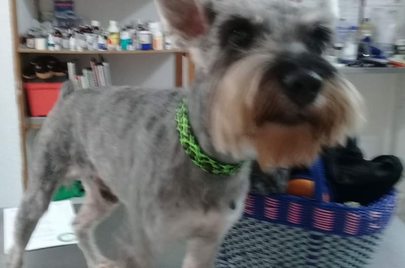 Pets & Vets Central veterinaria (Mundo animal) — photo 2