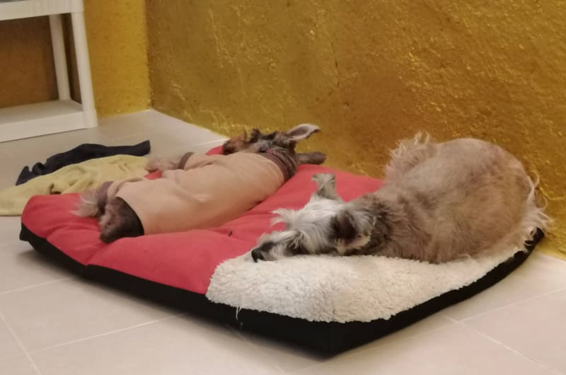 Pets & Vets Central veterinaria (Mundo animal) — photo 3