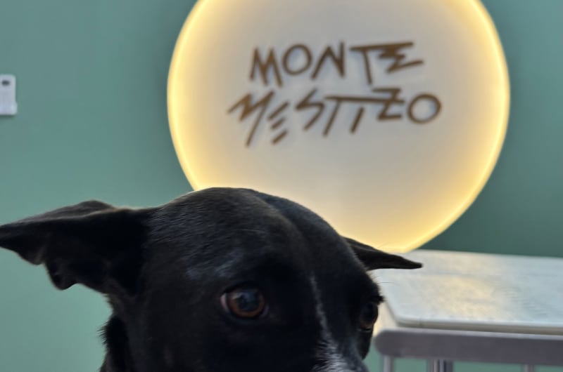 Monte Mestizo — photo 3