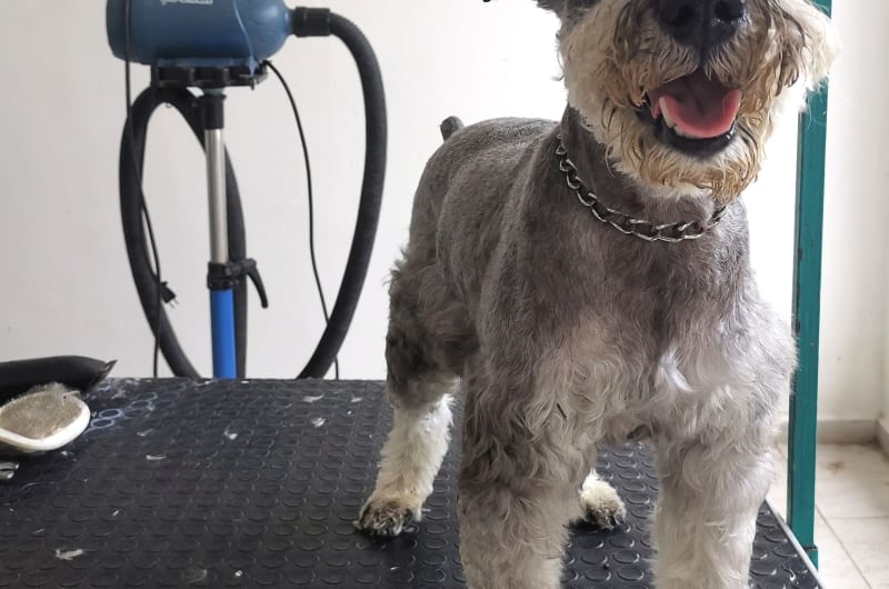 Clínica Veterinaria Fausto — photo 1