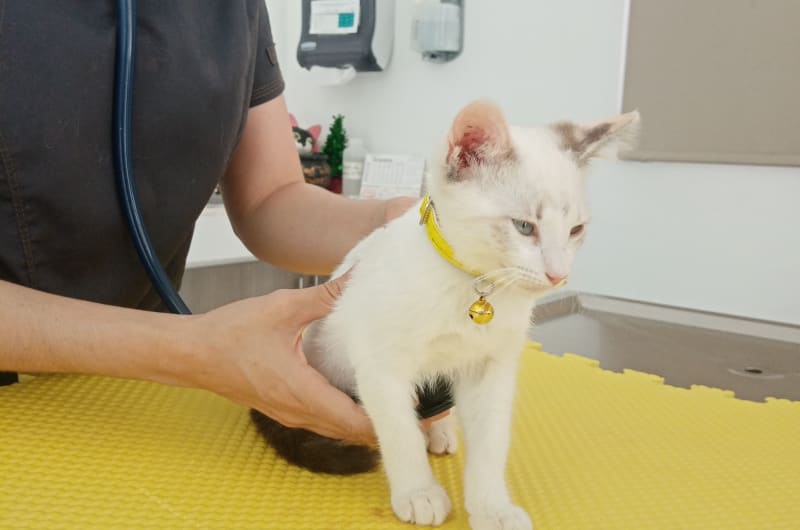 Clínica Veterinaria Palomo — photo 2
