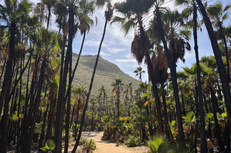 Playa Las Palmas — photo 2