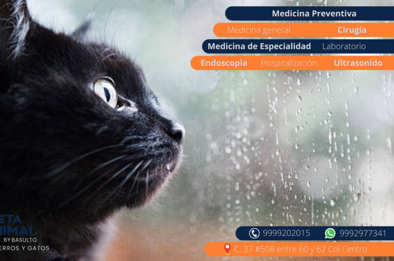 VETERINARY CLINIC ANIMAL PLANET — photo 2