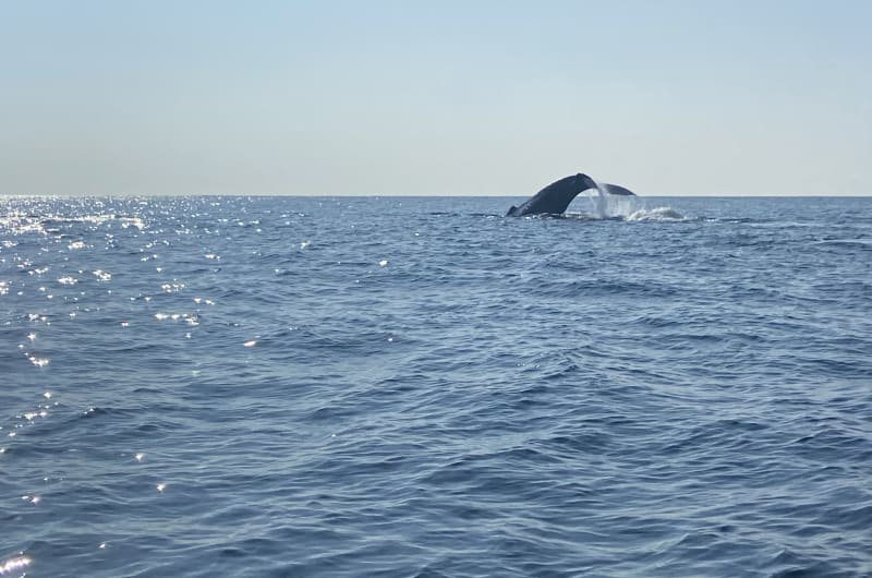 Pacifico Magico Tours — photo 2