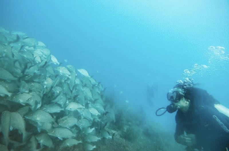 Mexidivers — photo 3