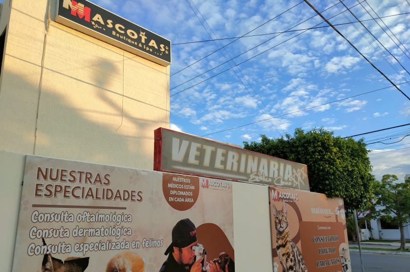 Clínica Veterinaria Mascotas boutique & spa — photo 2