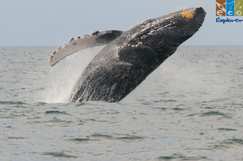 Tours Eco Explorer Vallarta — photo 1