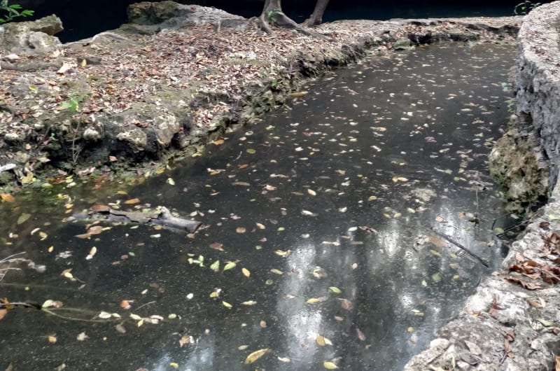 Cenote Isla Alamos — photo 1