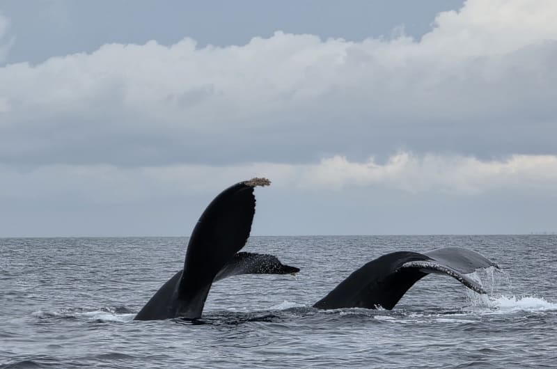 Tours Eco Explorer Vallarta — photo 3