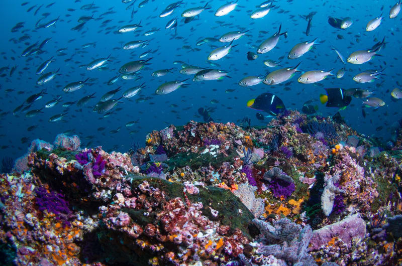 Banderas Scuba Republic — photo 3